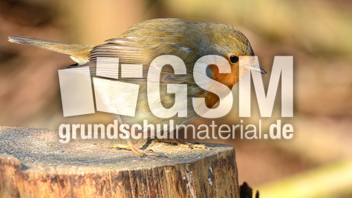 Rotkehlchen (20).jpg